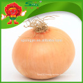 Fresh golden onion in bulk